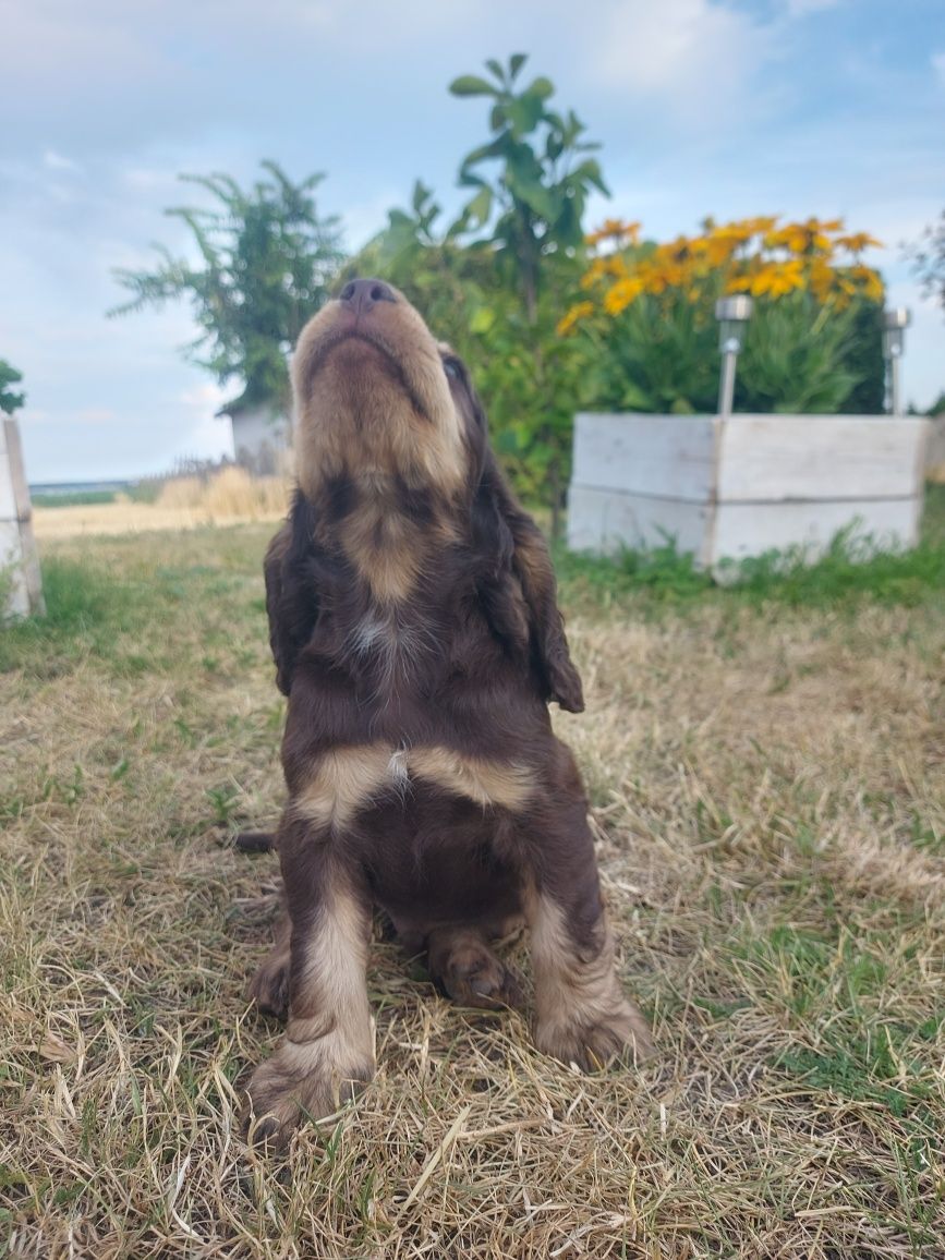Cocker spaniel CHŁOPIEC