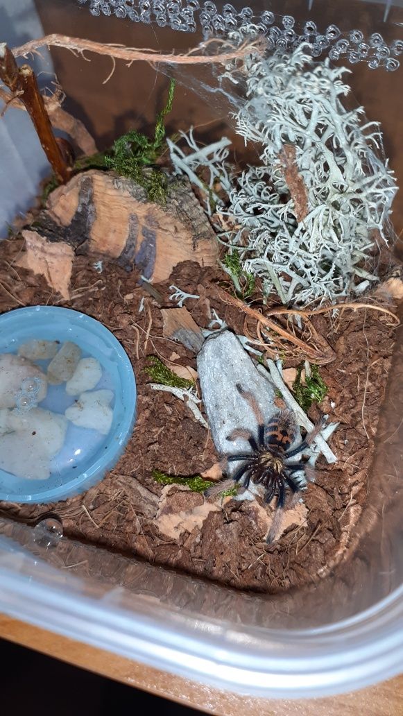 Chromatopelma cyaneopubescens l2 z gotowym pojemnikiem i karaczanami
