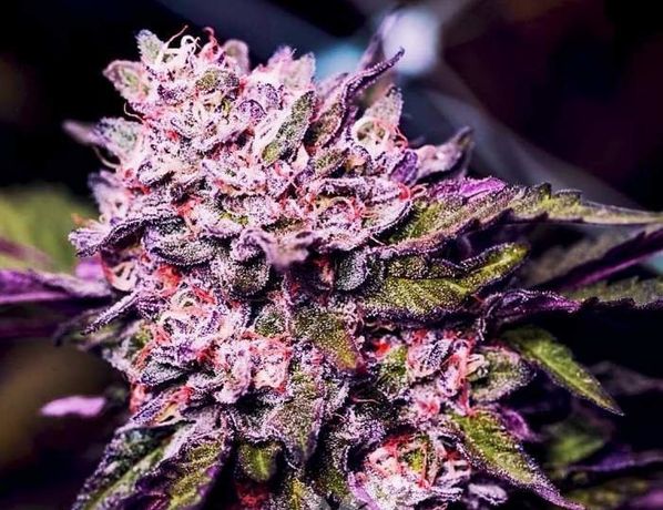Mary Jane | Nasiona marihuany THC - Gelato.  2 sztuki
