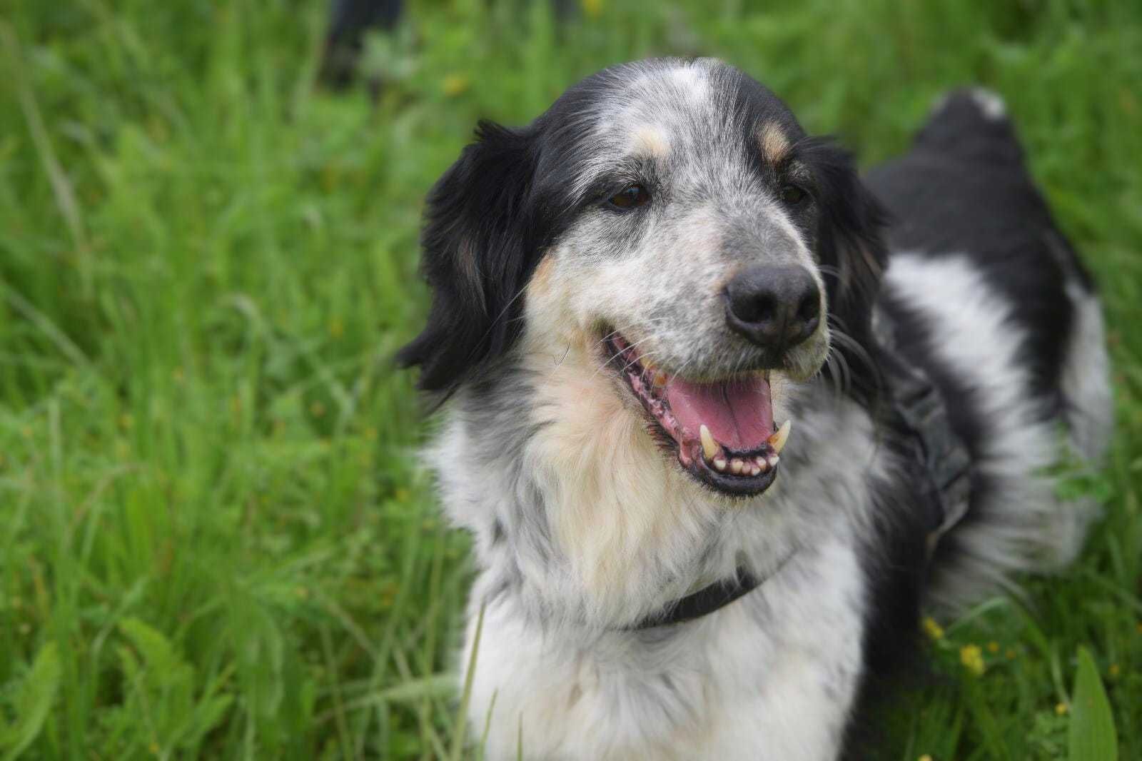 Chico - cão médio para adoção