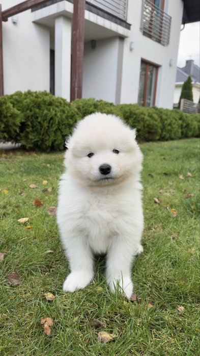 Argo pies - szczeniak Samoyed