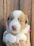 Border Collie suczka lilak sable