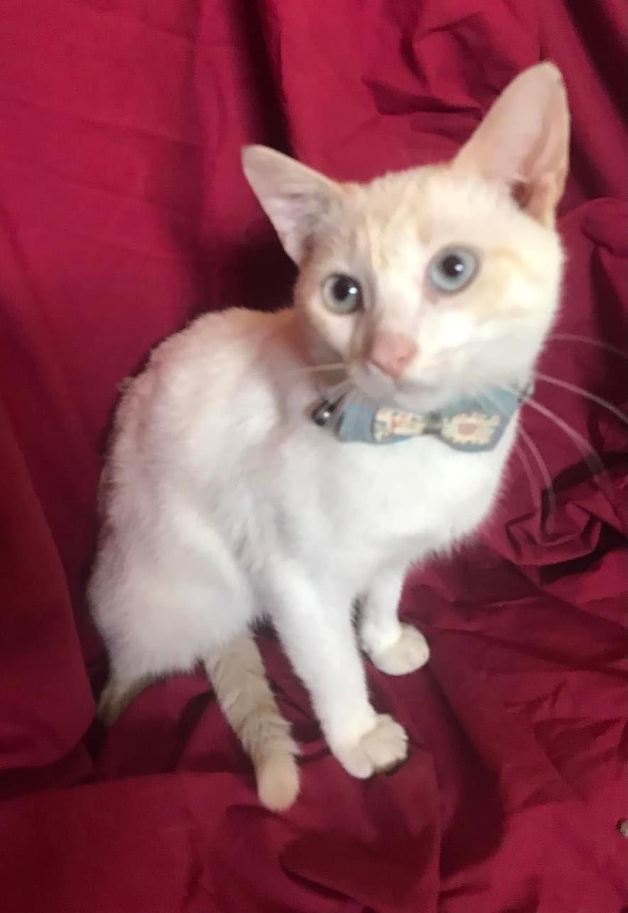 Вакцинований котик
