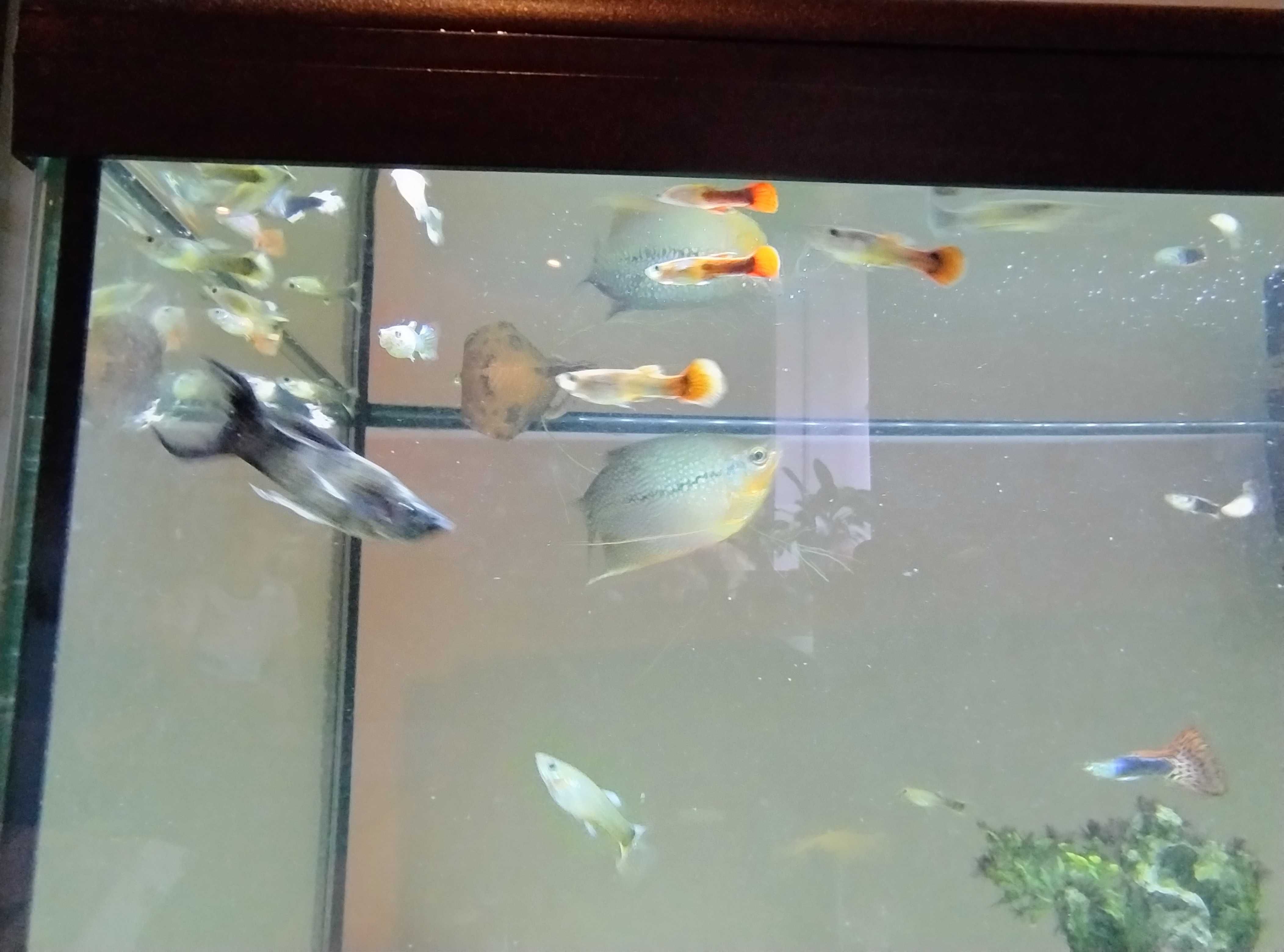 4 guppies red Dragon (macho e fêmea)