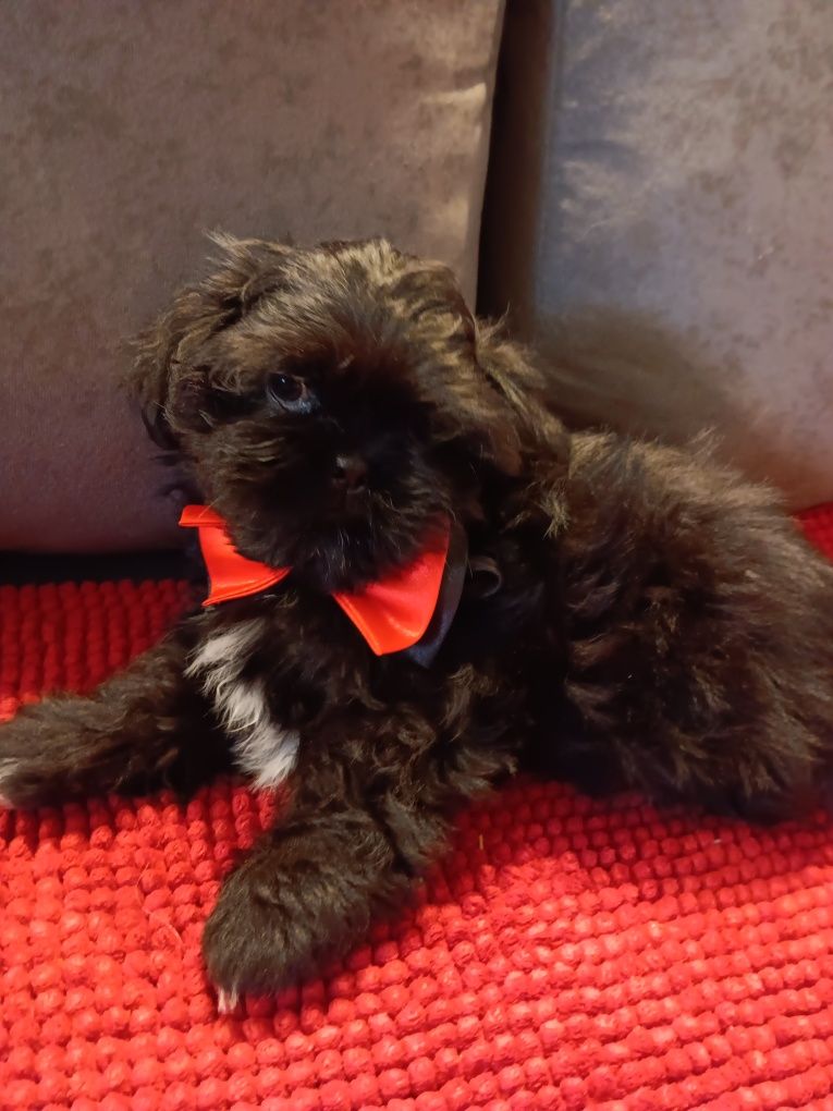Shih Tzu Pies Piękności