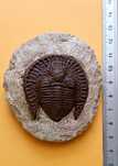 Trylobit Declivolithus.