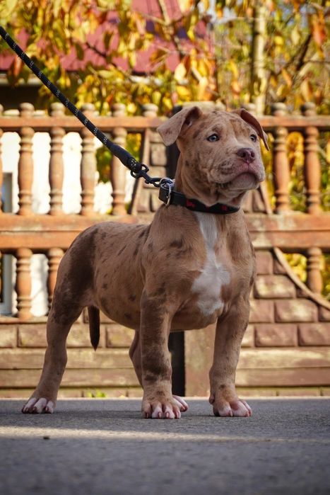 American Bully XL suczka  merle