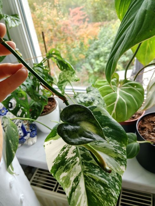 Sadzonki do ukorzeniania