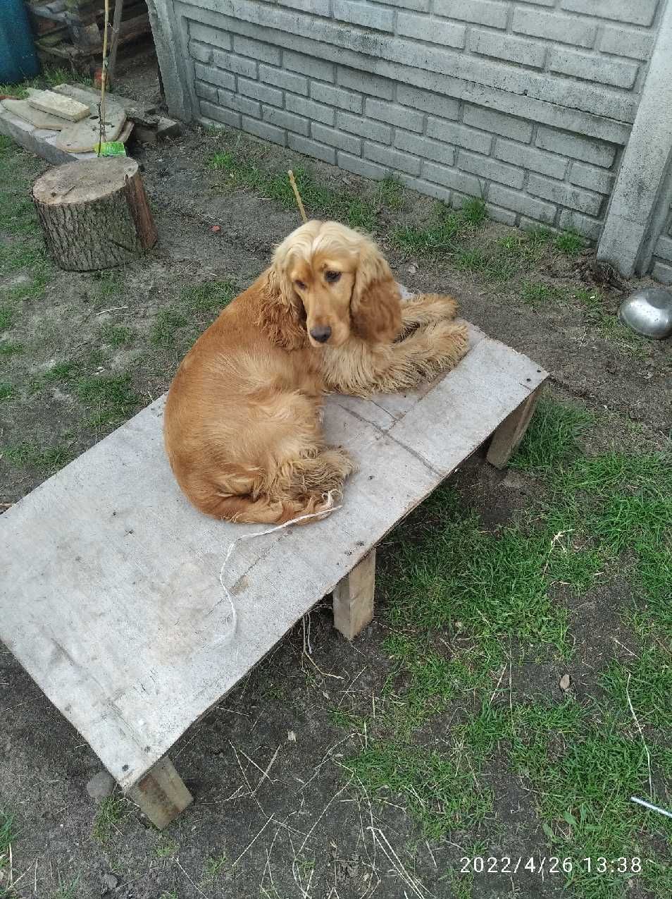 Zaginął pies rasy Cocer Spaniel