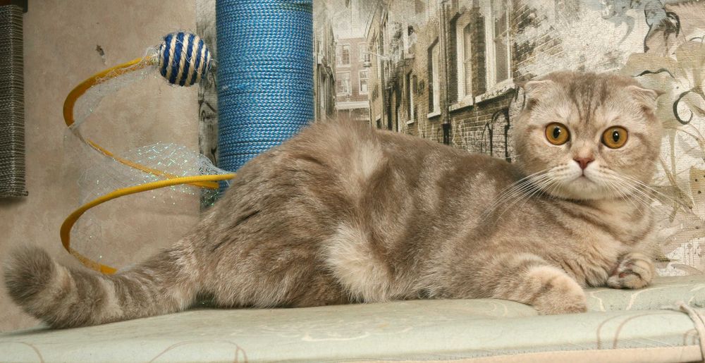 Шотландські кошенята окрас шиншила бронювання