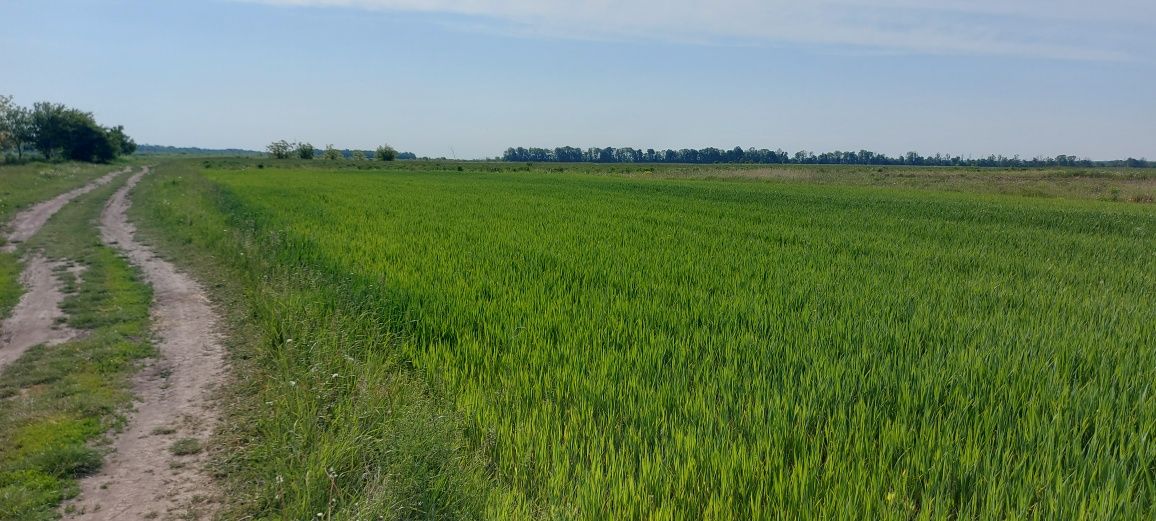 Продам велику ділянку для будівництва неподалік Вінниці (без комісії)