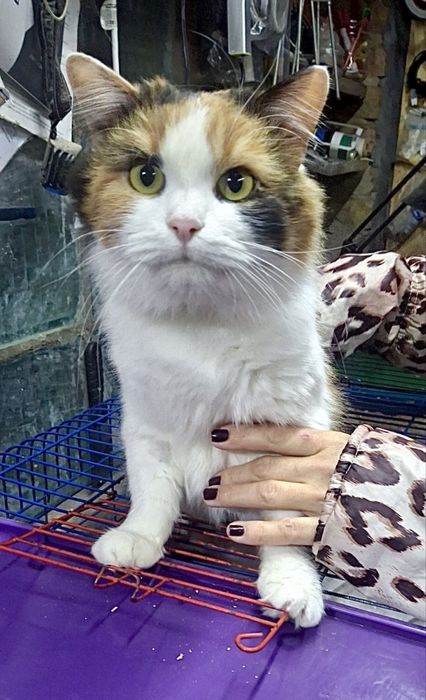 Мила кішка шукає дім