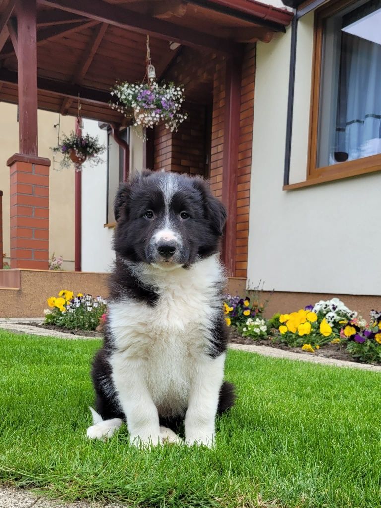 Border Colie piesek