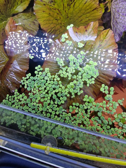 Salvinia natans 5cm x5 cm uwielbia no3 i ladnie przyciemnia zbiornik