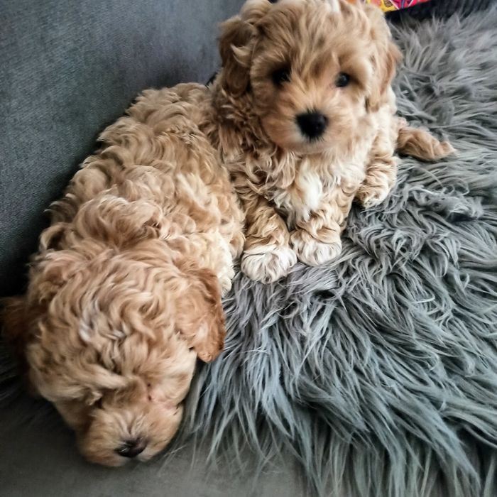 Maltipoo F1-chłopczyk*małopolska