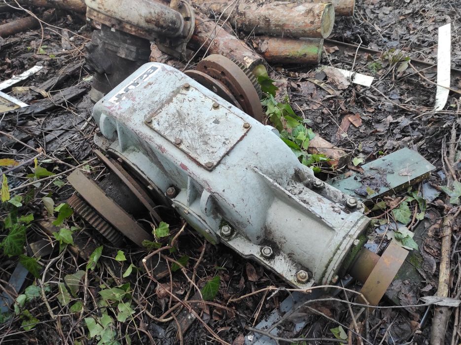 Pszekładia zębata BZUT