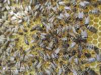 Rodzina pszczela przezimowana wielkopolska