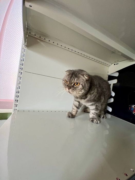 Котята в хорошие руки