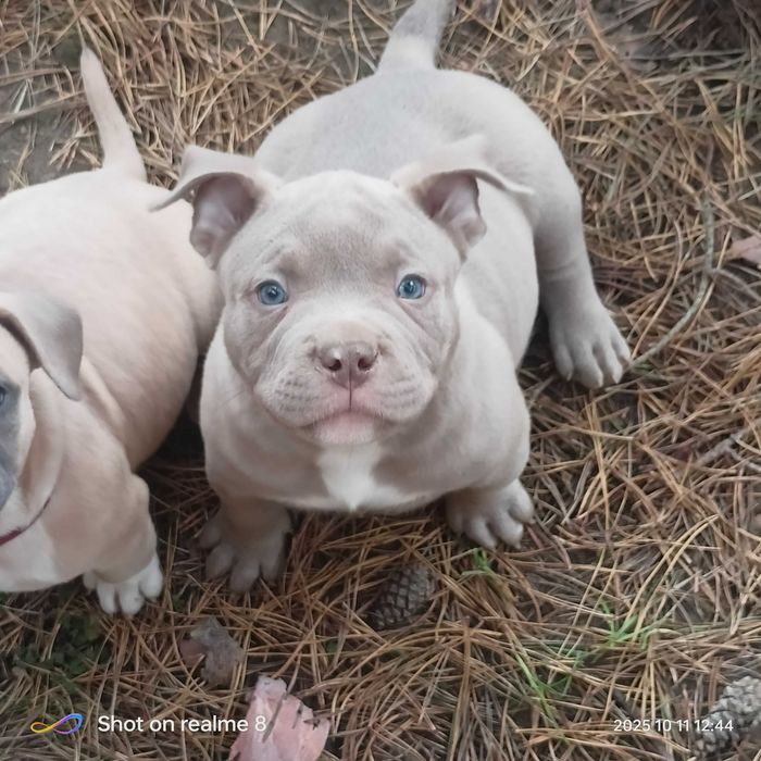 American Bully ABKC  lilak ,pocket gotowe do odbioru