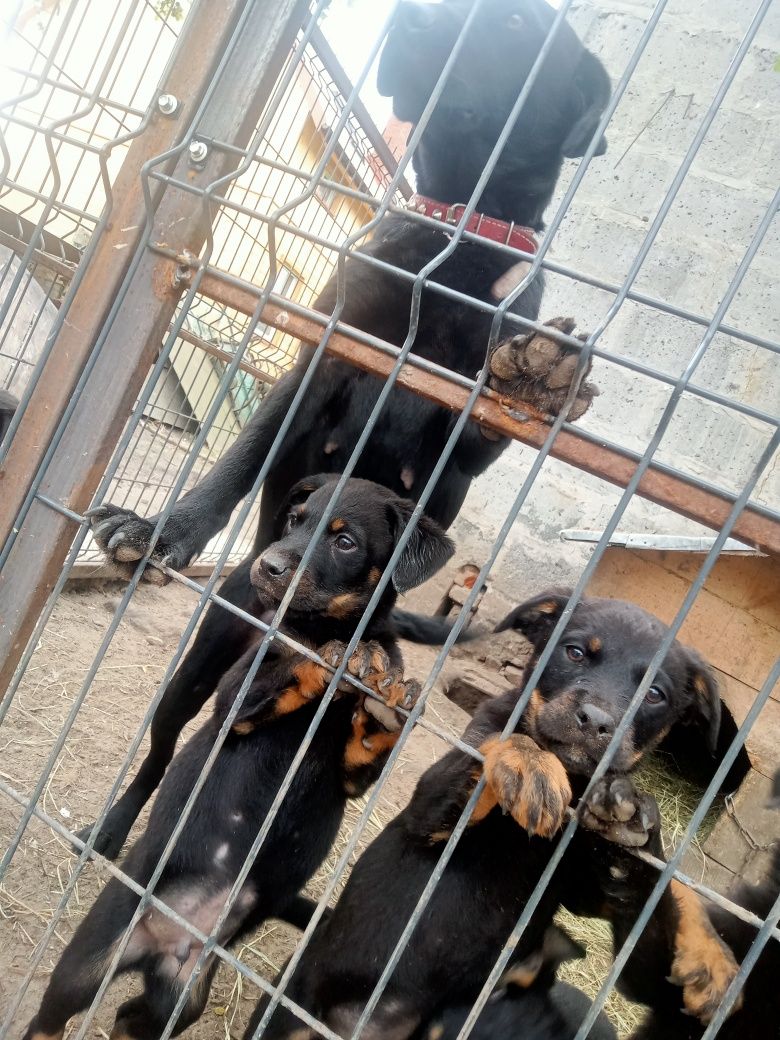 Pieski po labradorce i rottweiler