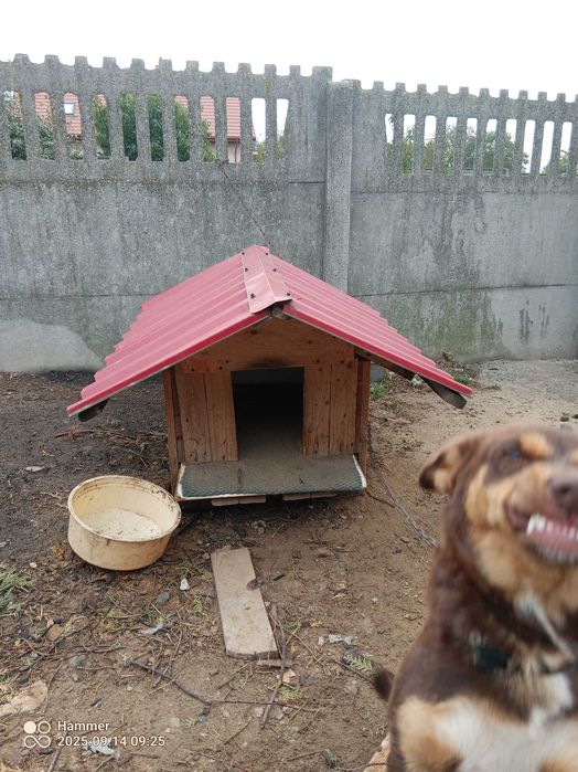 Oddam suczkę w dobre ręce