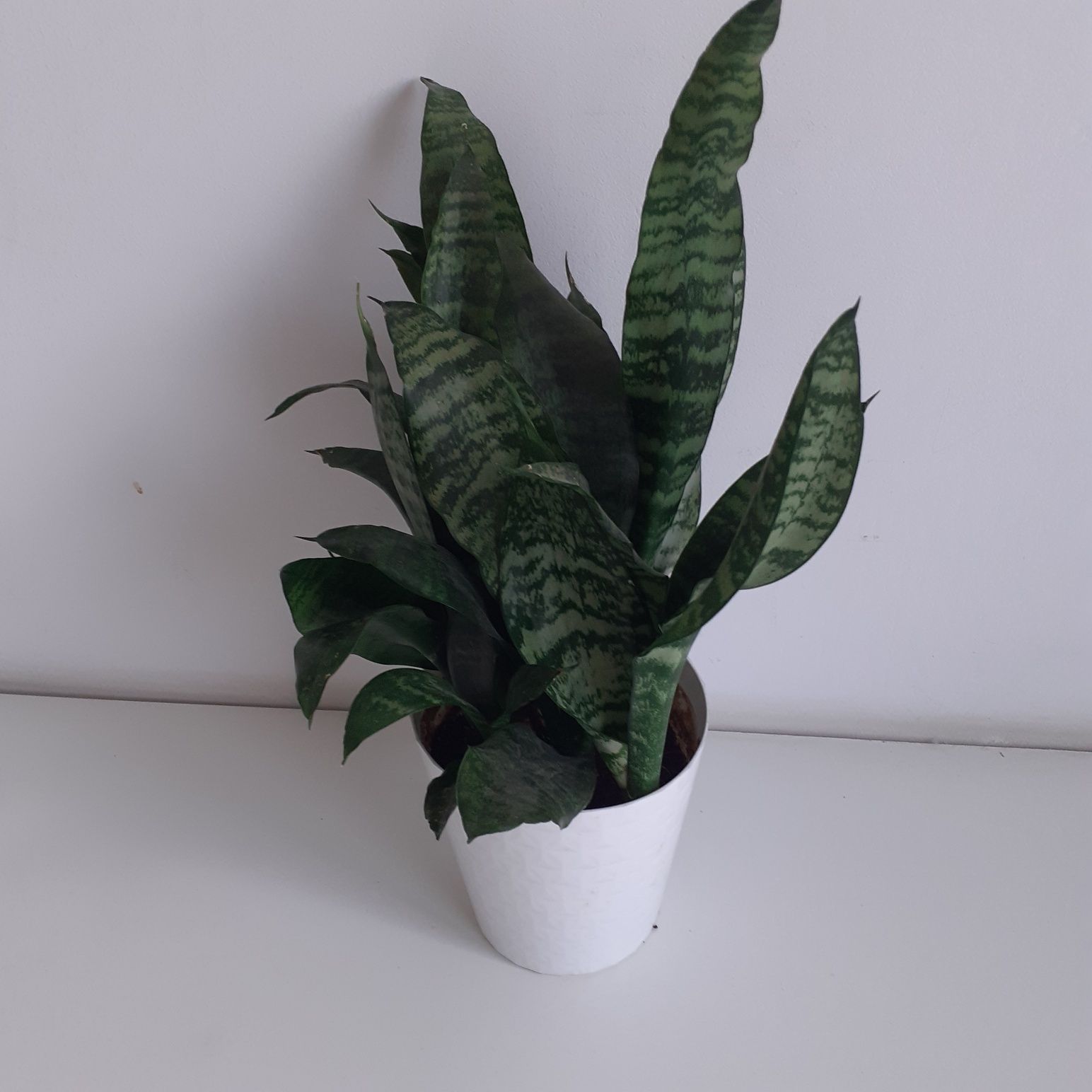 Zestaw 3 sztuki sansevieria