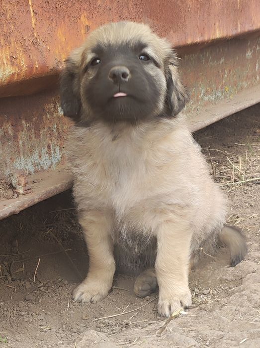 Цуценята безкоштовно