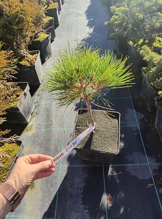 Sosny na pniu 30 cm, szlachetne