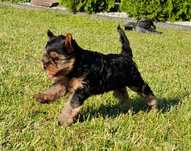 York yorki yorkshire terrier szczeniak szczeniaczek piesek