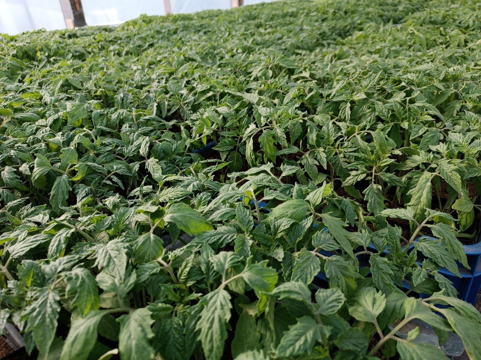 Sadzonki pomidorów i papryki różne odmiany