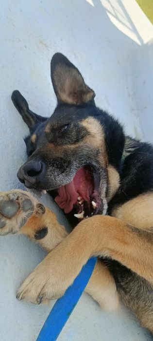 Dobrotliwy, spokojny psiak