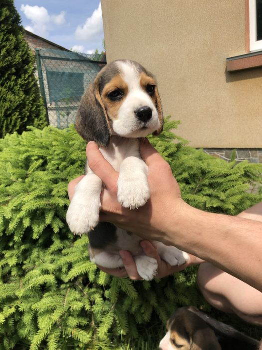 Бігленнята, бігль цуцення