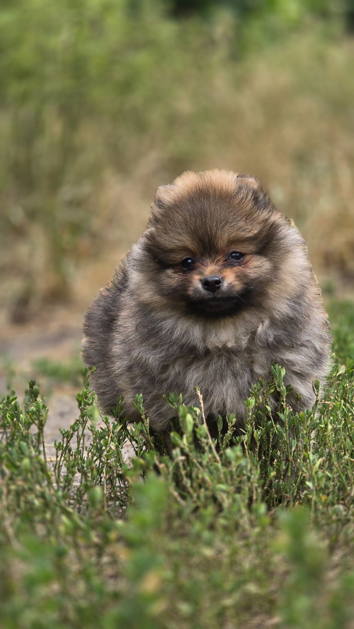Pomeranian cudowna suczka