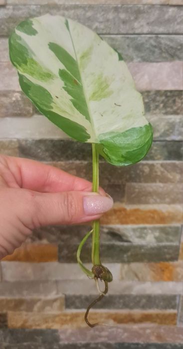 Epipremnum lava mutation