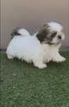 Menina shih tzu