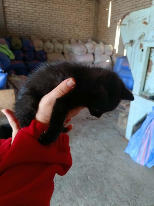 Kotki szukają domów