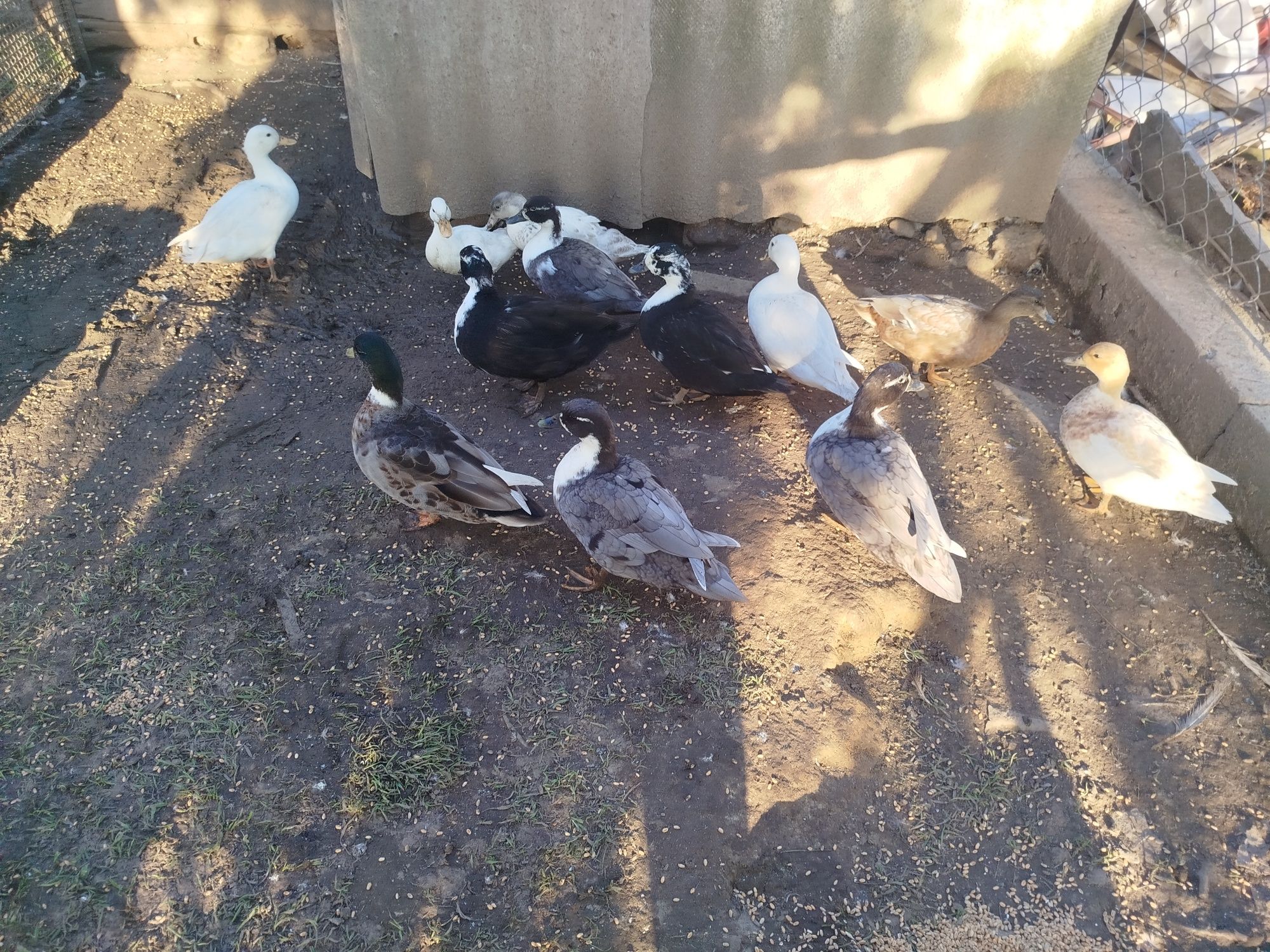 Kaczki Call duck