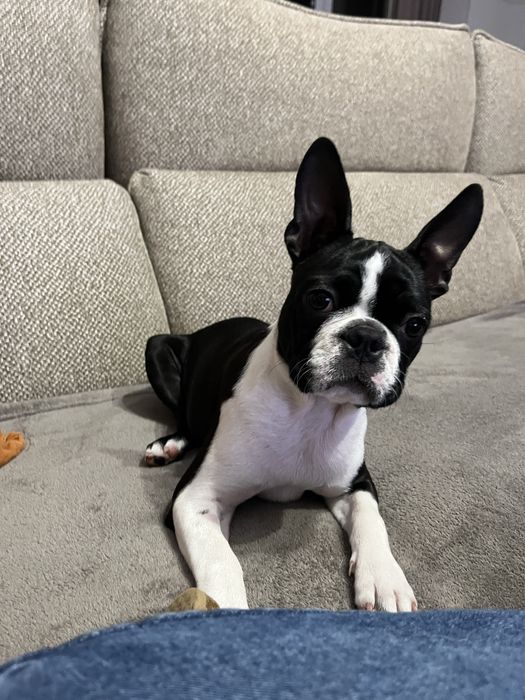 Boston Terrier suczka FCI ZKwP