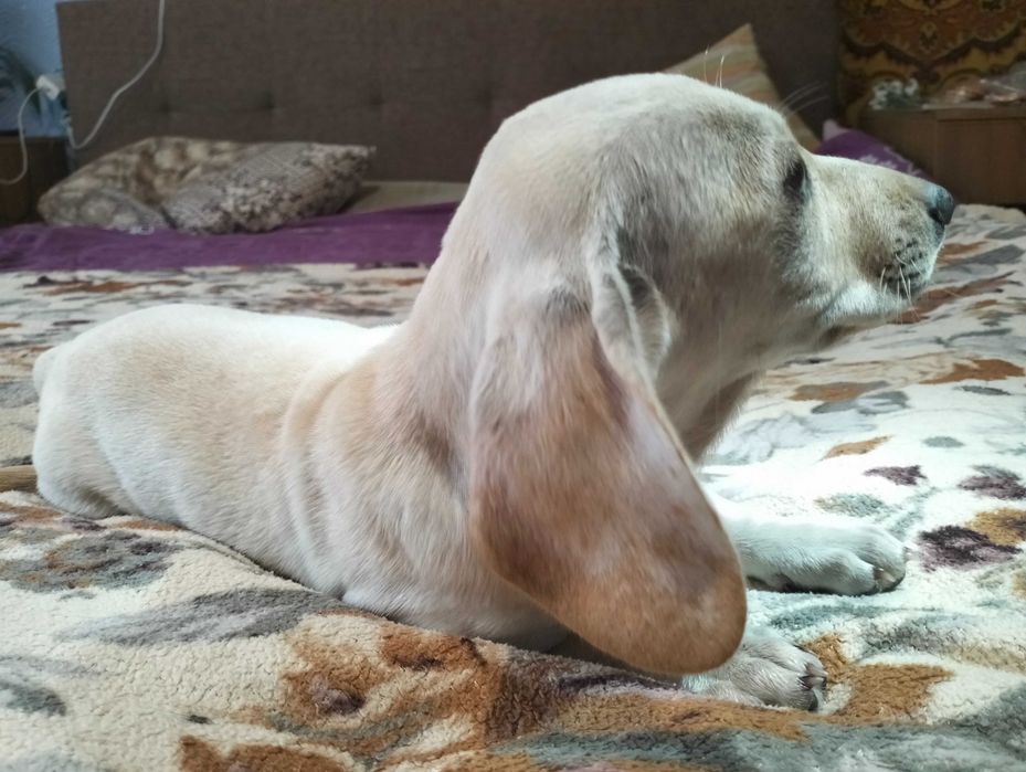 Цуценята мініатюрної такси