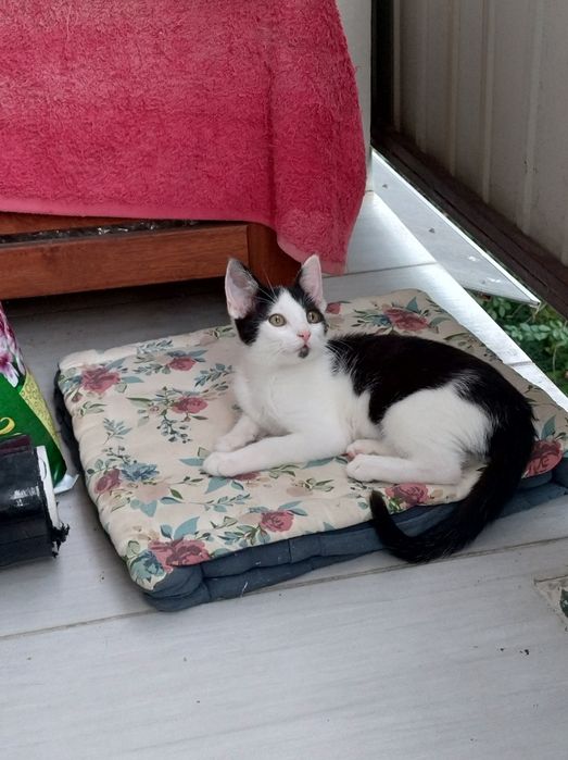 Młoda kotka do adopcji, zdrowa, Radom, Warszawa, czarno-biała