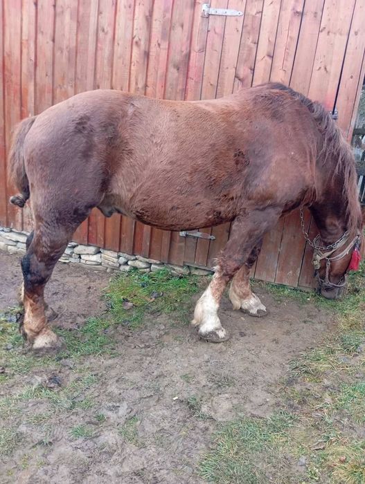 Продам коня 8 років