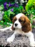 Cavalier king suczka po szkoleniu behawioralnym hodowla domowa rodowód