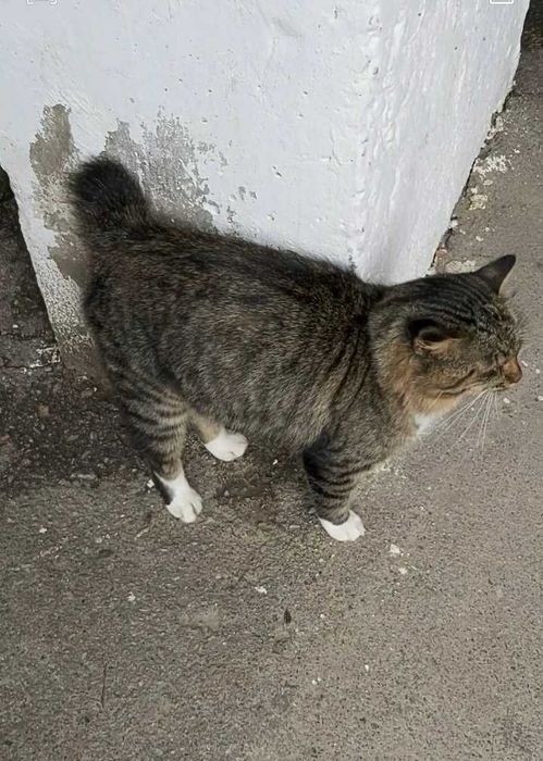 Допоможіть повернути котика