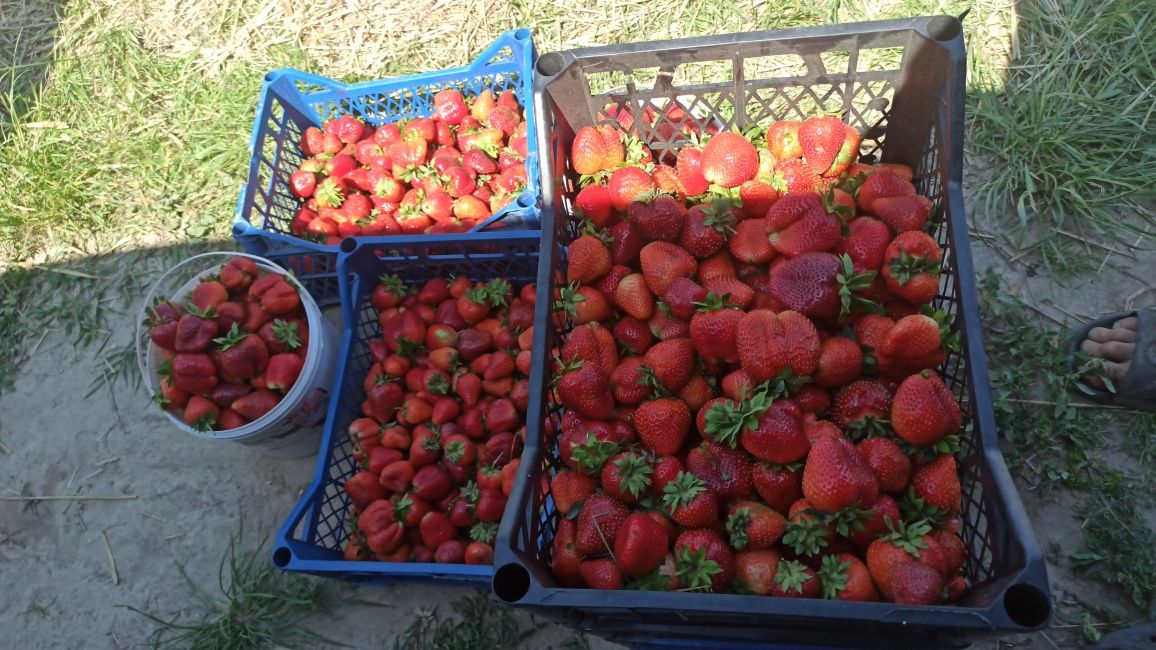 Продам Полуницю полуниця