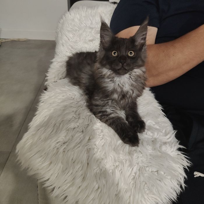 Piękna Koteczka Kiara Maine coon