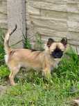 Piesek chihuahua zkwp