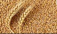 Продам  зерно  . Пшениця . Кукурудза.
