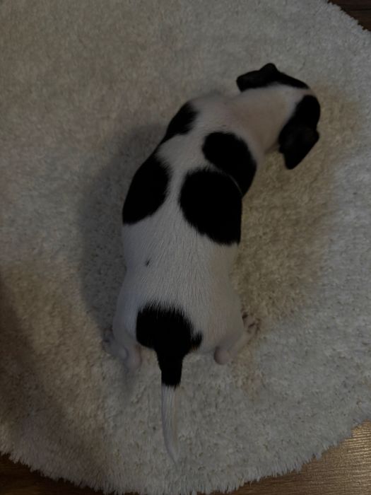 Готуються до продажу цуценята Джек рассела