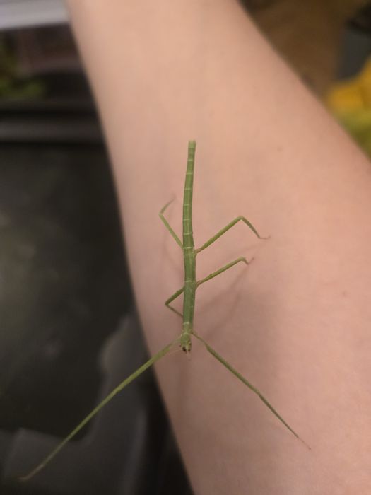 Patyczaki rogate i skrzydlate patyczak Strzelin