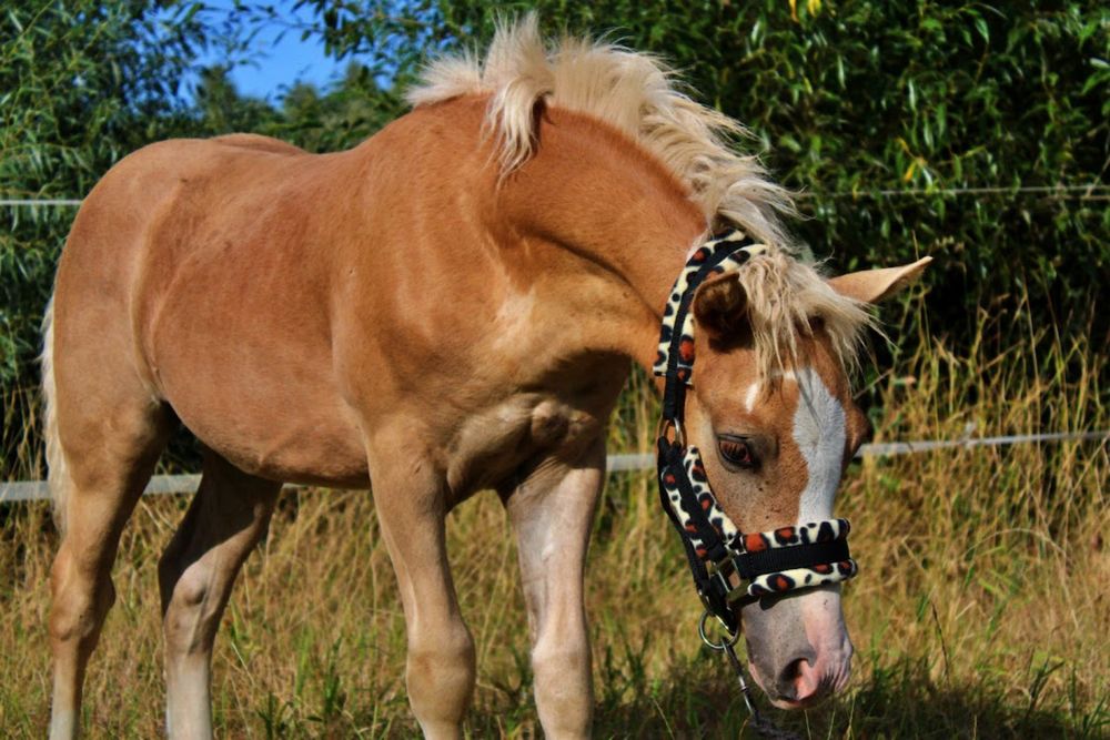 Ogierek Haflinger